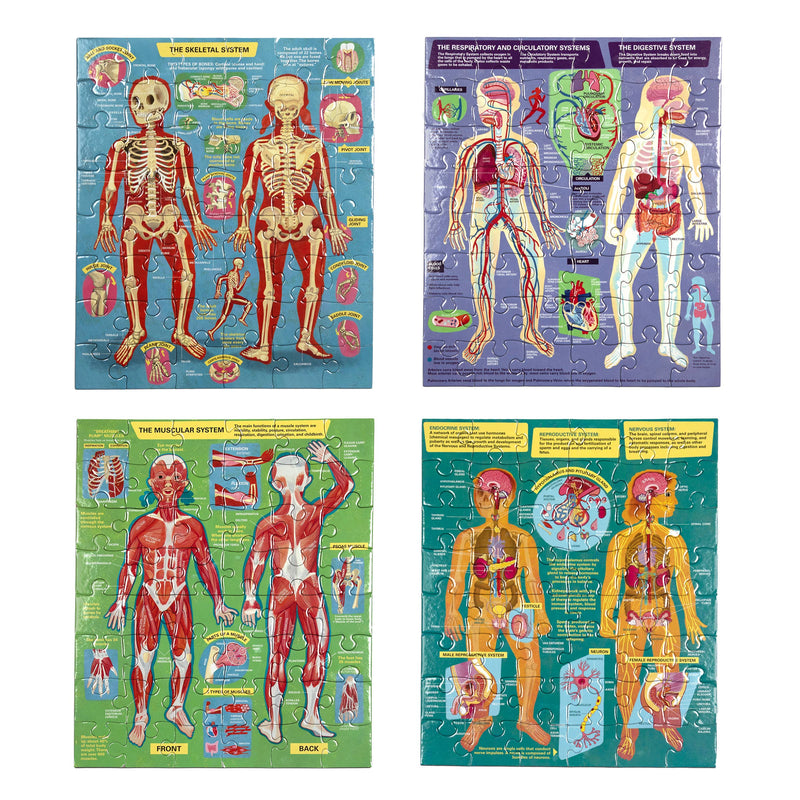 eeBoo - Ready to Learn - Human Anatomy 4 Puzzle 48 Piece Set